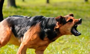 Agresividad en un perro