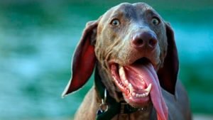 Estrés en perros: jadeo