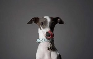 Lenguaje canino: lamerse