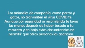 COVID 19 y los perros