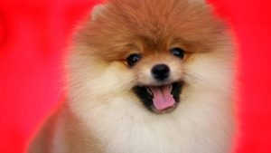 Perro humano infectado por COVID19