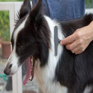 Cepillado de un bordercollie
