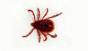 Garrapata: antes del huésped