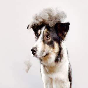 Muda de pelo en un perro