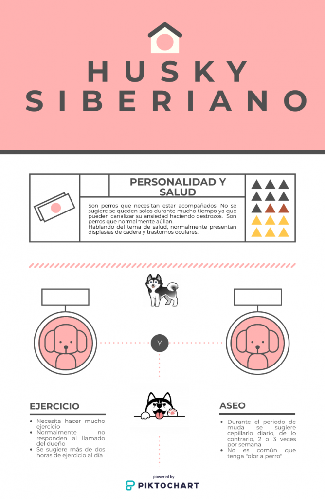 Infografía Husky Siberiano