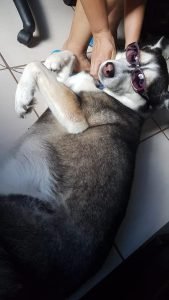 Husky siberiano fashion