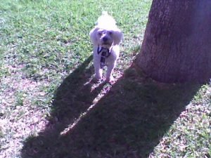 Buddy: french poodle