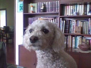 Piper: french poodle