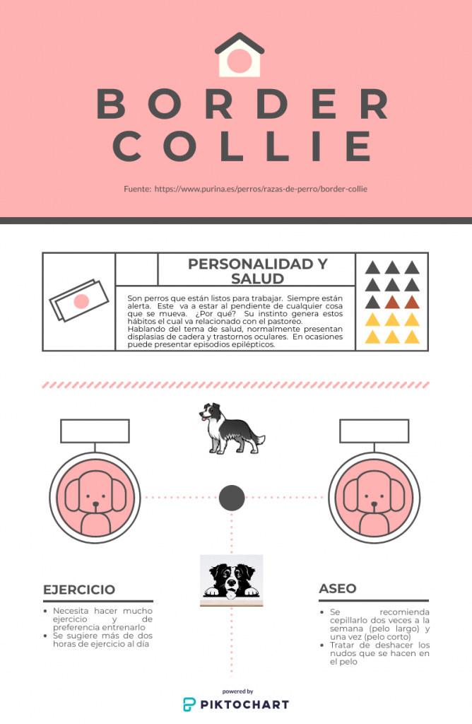Infografía Border collie