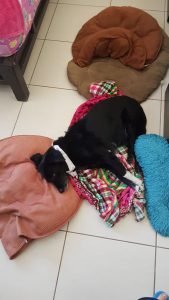 Odi robando camas de su hermanas