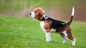 Beagle perro