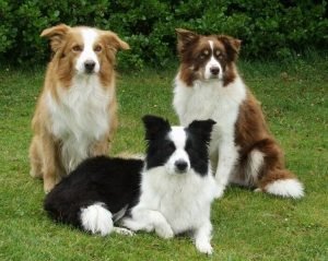 Colores border collie
