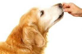 Desparasitación interna