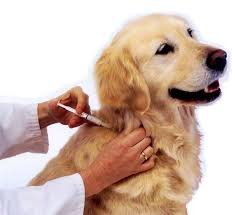 Vacuna para perro
