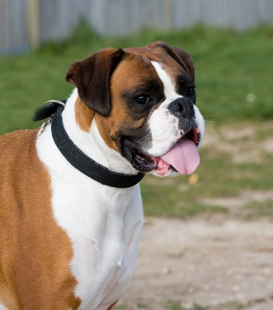 Perro raza boxer