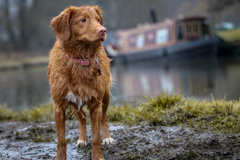 Un perro observando la lluvia