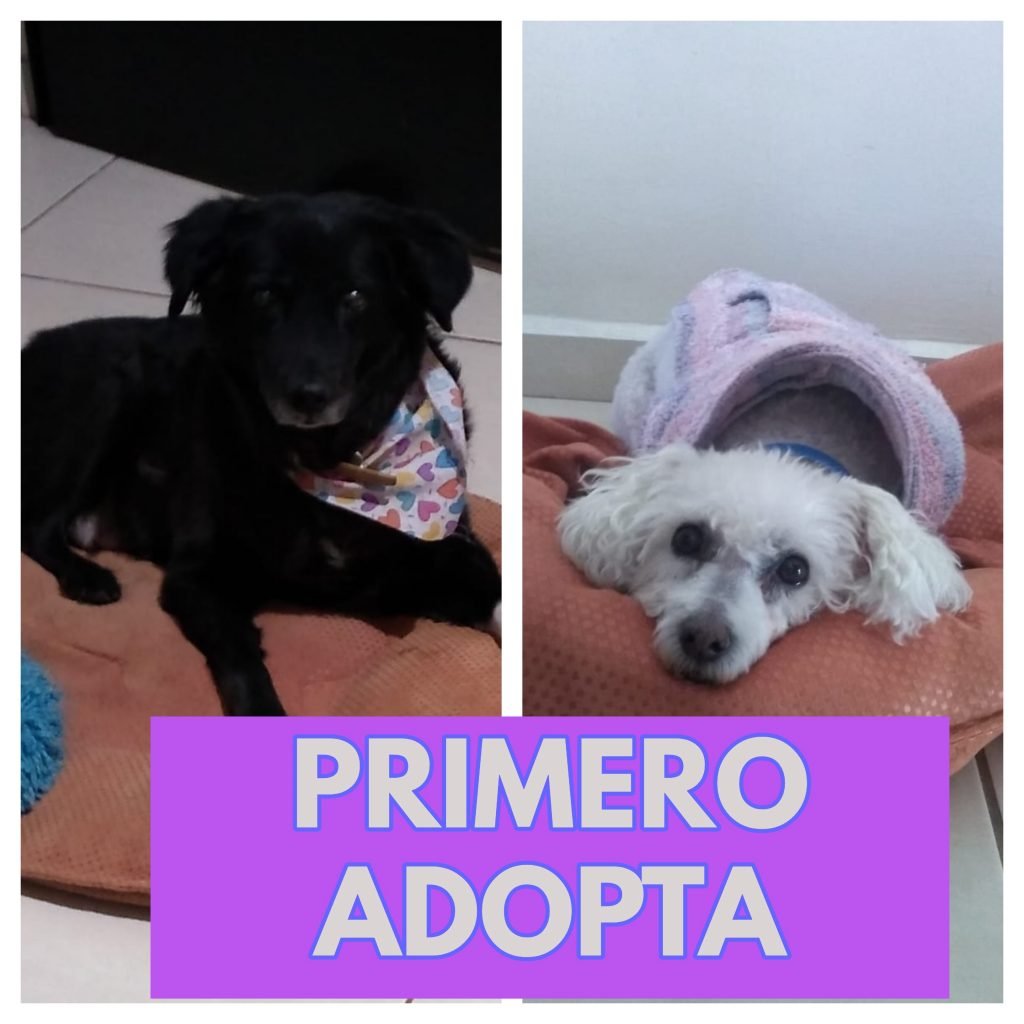 Adopciones en Guadalajara